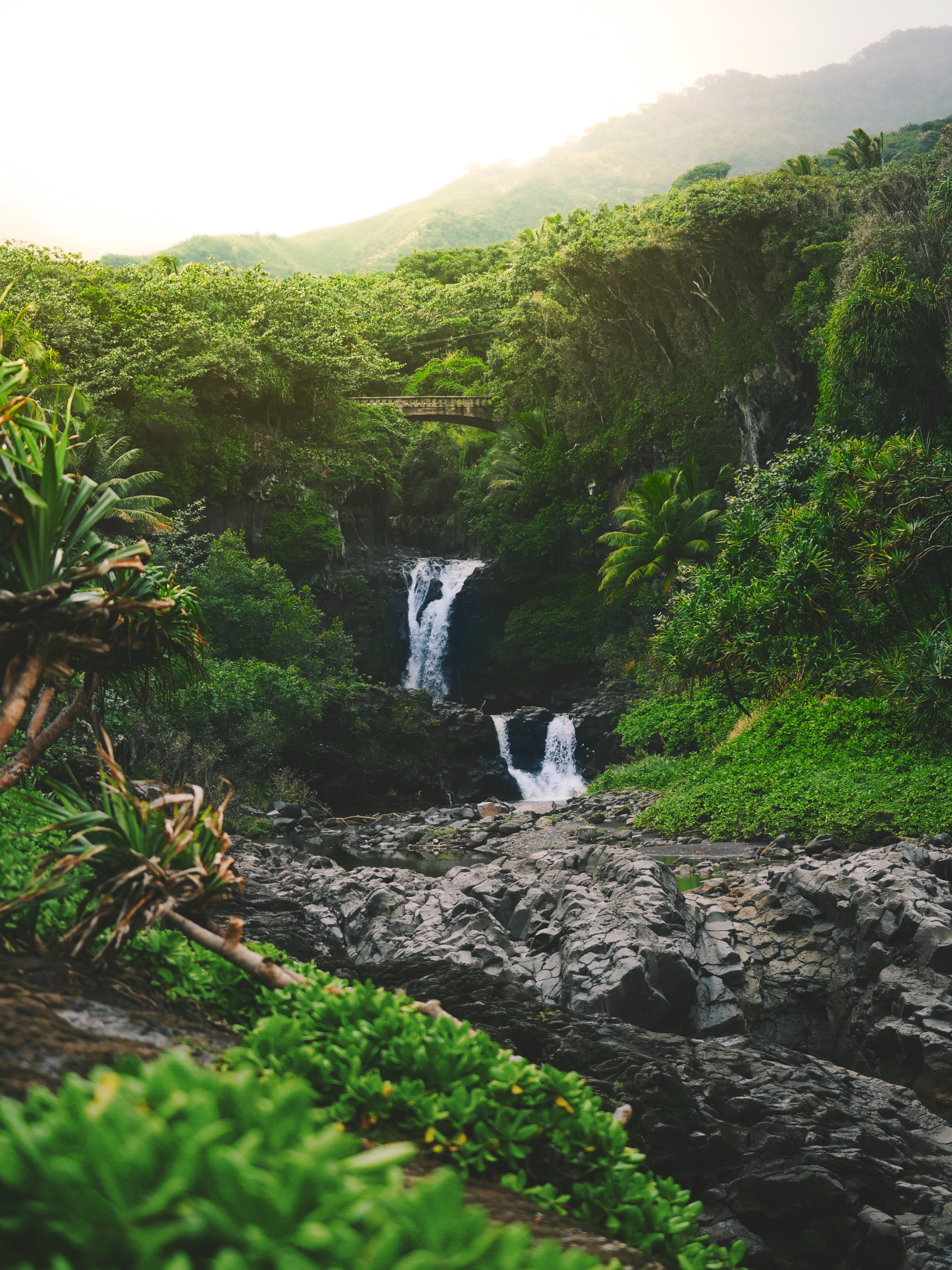 Palm trees and mountains in Hawai'i