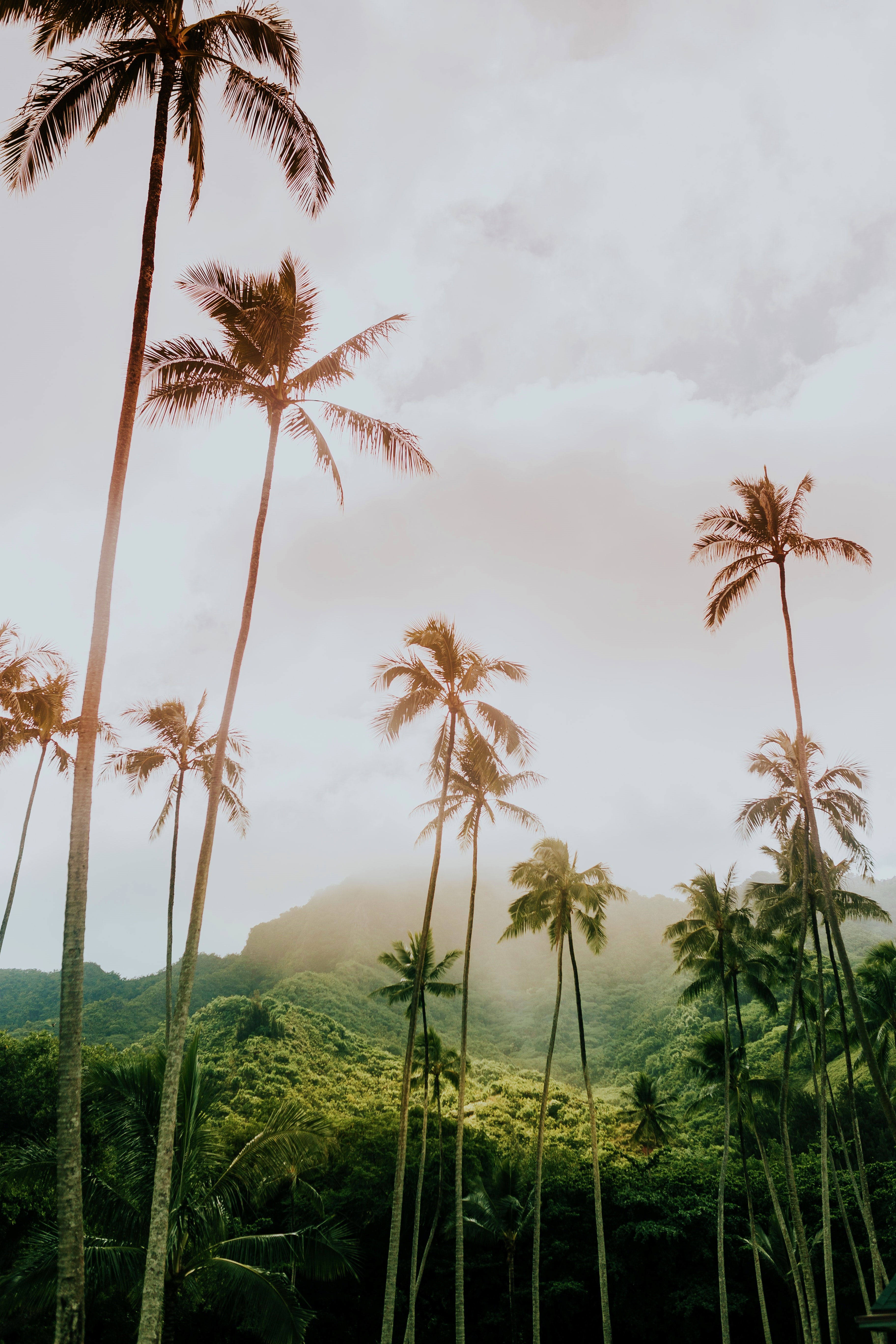 Tropical waterfall in Hawai'i